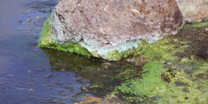 Cyanobacterial_Scum