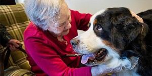 Pets-As-Therapy-Dog-Bentley