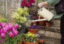 Win A Gardening Bundle For Your Local Care Home Or Hospice With Westland
