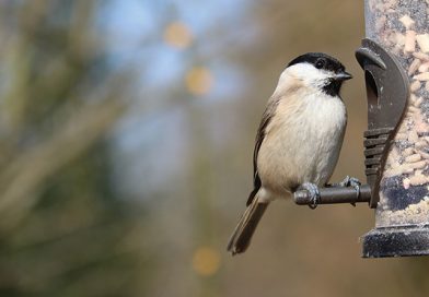 Big Garden Birdwatch 2026: Care Homes Prepare for Nation’s Favourite Wildlife Event