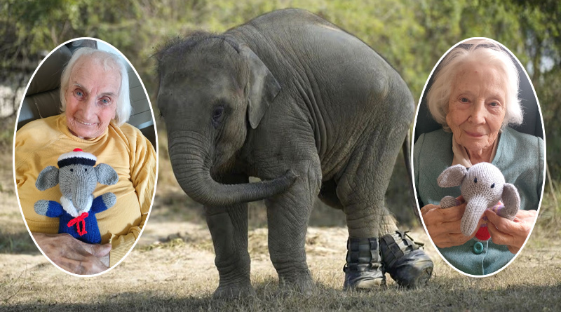 Woolly Elephants Raise Funds for Rescued Indian Elephants Thanks to Saltburn’s Knitting Nannas